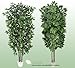 TWO 7' Very Full Artificial Trees -Ficus + Schefflera with Real Wood Trunks