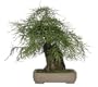 Brussel's Bald Cypress Specimen Bonsai