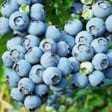 from Giftaplant BLUEBERRY BLUE CROP-Superb Gift For Mothers Day-Gifts For Mom,Mum,Mothers Day Presents Model 3 litre