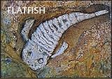 read full review Bon Tool Co. Prehistoric Fossil Stamp Flatfish 6