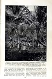 C1920 Coconut Palm Trees Rattan Mat Factory Singapore