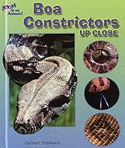 Boa Constrictors Up Close (Zoom in on Animals!)