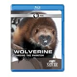 Nature: Wolverine: Chasing the Phantom [Blu-ray]