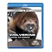 Nature: Wolverine: Chasing the Phantom [Blu-ray]