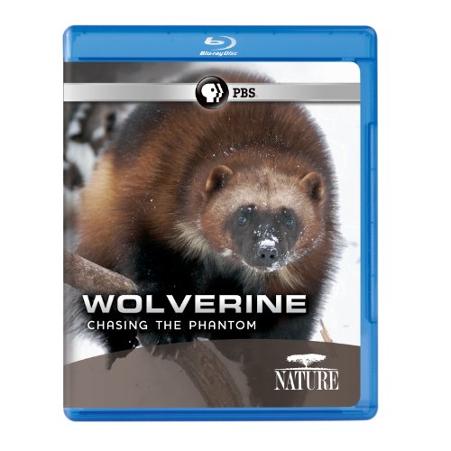  Nature: Wolverine: Chasing the Phantom [Blu-ray]