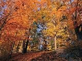 A Deciduous Forest Shows off its Fall Colors National Geographic Collection Photographic Poster Print by Nick Caloyianis, 48x36
