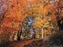 A Deciduous Forest Shows off its Fall Colors National Geographic Collection Photographic Poster Print by Nick Caloyianis, 48x36