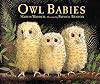 Owl Babies