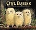 Owl Babies
