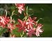 Photographic Prints of Kaffir lily from Science Photo Library