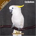 Cockatoos 2008 Wall Calendar