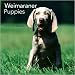 Weimaraner Puppies 2010 Mini Wall Calendar