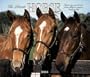 The Literate Horse Deluxe 2004 Calendar
