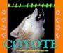 Wild Canines of North America - Coyote