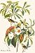 Art Poster, Bachman's Warbler - 18.75 x 27.5