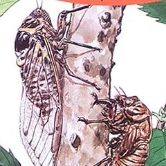 新版 ファーブルこんちゅう記〈2〉セミのうた・コオロギのうた