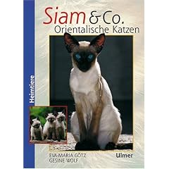 Siam und Co: Orientalische Katzen