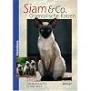 Siam und Co: Orientalische Katzen