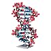 3B Scientific W19755 Ten Layer DNA Molecular Model