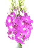 Fresh Cut Flowers - Pink Dendrobium Orchids