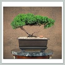 M&M BONSAI TRAINED JUNIPER 12 YEAR OLD TREE IN JAPANESE BONSAI POT