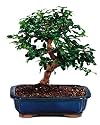 Brussel's Fukien Tea Indoor Bonsai Tree, 6 Years Old