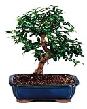 Brussel's Fukien Tea Indoor Bonsai Tree, 6 Years Old