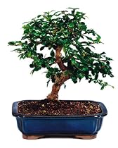 Brussel's Fukien Tea Indoor Bonsai Tree, 6 Years Old