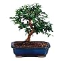 Brussel's Fukien Tea Indoor Bonsai Tree, 6 Years Old