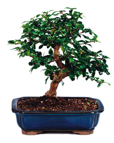 Brussel's Fukien Tea Indoor Bonsai Tree, 6 Years Old