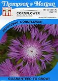 Thompson & Morgan 4502 Cornflower 'Centaurea dealbata ' Seed Packet