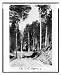 Historic Print (M): The Tall aspens