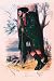Art Poster, Cumin - 18.75 x 27.5