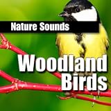 nature sounds Woodland Birds