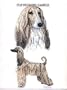 Afghan - Double Image by Cindy Farmer