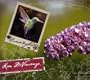 Hummingbird