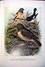 Tomtit & Robin Buller'S Birds Of New Zealand Keulemans