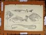 Antique Print C1800-1870 Fish Sturgeon Flounder Carp