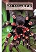 Tarantulas