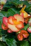 Tuberous Pin-up Begonia Seeds - Begonia x tuberhybrida - .02 Grams - Approx 30 Gardening Seeds - Flower Garden Seed