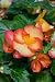 Tuberous Pin-up Begonia Seeds - Begonia x tuberhybrida - .02 Grams - Approx 30 Gardening Seeds - Flower Garden Seed