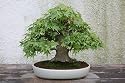 ZELKOVA Serrata Japanese Elm Seeds - 15 Seeds, Great for Bonsai