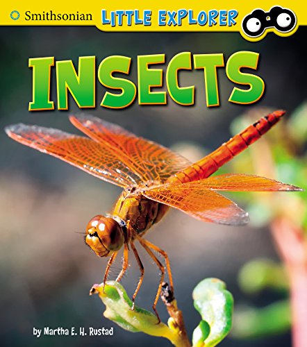 Insects (Little Scientist)