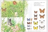 夏の虫 夏の花―645種の身近な生きものの世界 (福音館のかがくのほん) 画像