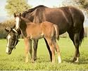 Horse Colt Art Print POSTER OOP Animal Family Ranch NR - 20" x 16"