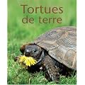 Tortues de terre