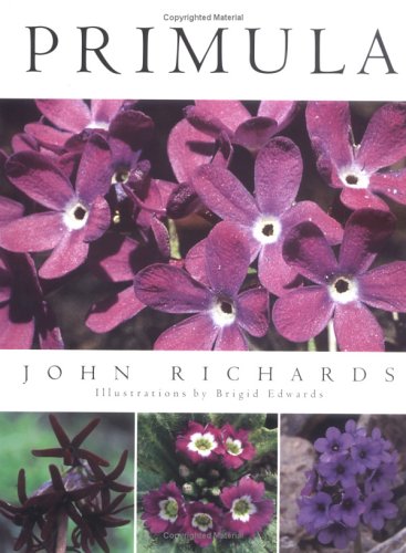 Primula
