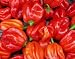 Seltene, sehr scharfe Chili-Sorte mit Aprikosenaroma - Scotch Bonnet rot, red - 10 Samen