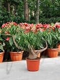 Eigenschaften Terrapalme  / Beaucarnea recurvata - Elefantenfuß,Flaschenbaum Topfbreite 28 cm / Pflanzenhöhe 75 cm mit Topf / Verzweigt