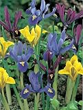 Specie Mix Rockgarden Iris 25 Bulbs - Force Indoors